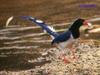 Red-billed Blue Magpie (Urocissa erythrorhyncha)