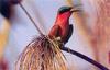 Bee-eater (Meropidae)