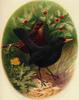 [Animal Art] Common Blackbird (Turdus merula)