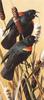 [Animal Art - Carl Brenders] Red-winged Blackbird (Agelaius phoeniceus)