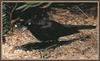 Rusty Blackbird (Euphagus carolinus)