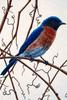 [Animal Art] Bluebird (Sialia sp.)