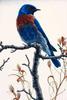 [Animal Art] Bluebird (Sialia sp.)