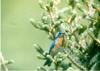 Bluebird (Sialia sp.)