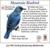 Mountain Bluebird (Sialia currucoides)