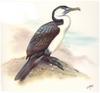 Pied Cormorant (Phalacrocorax varius)