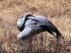 Blue Crane (Anthropoides paradisea)