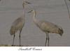 Sandhill Crane pair (Grus canadensis)