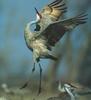 Sandhill Crane dancing (Grus canadensis)