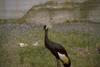 Black Crowned-crane (Balearica pavonina)