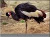 Black Crowned-crane (Balearica pavonina)
