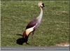Grey Crowned-crane (Balearica regulorum)