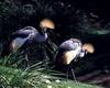 Grey Crowned-crane pair (Balearica regulorum)