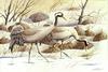 Eurasian Crane (Grus grus)