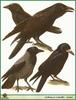 Crow (Corvidae)