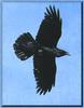 Common Raven in flight (Corvus corax)