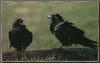 Common Raven pair (Corvus corax)