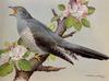 [Animal Art - Basil Ede] Eurasian Cuckoo (Cuculus canorus)