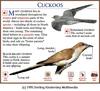 Black-billed Cuckoo (Coccyzus erythropthalmus)