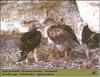 Bonelli's Eagle (Hieraaetus fasciatus)