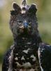 Crowned Hawk-Eagle (Stephanoaetus coronatus)