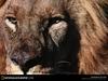 [National Geographic] Male African Lion (아프리카 숫사자)