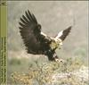 Eastern Imperial Eagle in flight (Aquila heliaca)