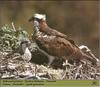 Osprey and chick on nest (Pandion haliaetus)