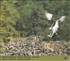 Osprey nest (Pandion haliaetus)