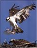 Osprey nest (Pandion haliaetus)