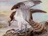 [Animal Art - Basil Ede] Osprey (Pandion haliaetus)