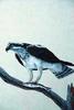 [Animal Art] Osprey (Pandion haliaetus)