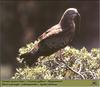 Short-toed Snake-Eagle (Circaetus gallicus)