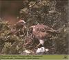 Short-toed Snake-Eagle pair on nest (Circaetus gallicus)