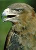 Tawny Eagle (Aquila rapax)