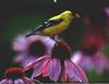 American Goldfinch (Carduelis tristis)