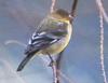Lesser Goldfinch (Carduelis psaltria)