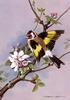 [Animal Art - Basil Ede] European Goldfinch (Carduelis carduelis)
