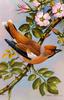 [Animal Art - Basil Ede] Hawfinch (Coccothraustes coccothraustes)