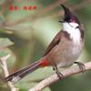 Flycatcher unidentified (Taiwan) -- Red-whiskered Bulbul (Pycnonotus jocosus)