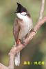 Flycatcher unidentified (Taiwan) -- Red-whiskered Bulbul (Pycnonotus jocosus)