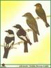 Various Old World Flycatchers