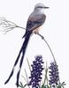 Scissor-tailed Flycatcher (Tyrannus forficatus)
