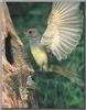 Great Crested Flycatcher (Myiarchus crinitus)
