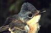 Guam Flycatcher (Myiagra freycineti)