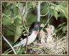 Rose-breasted Grosbeak feeding chicks in nest (Pheucticus ludovicianus)