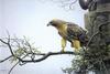 [Animal Art - Robert Bateman] Red-tailed Hawk (Buteo jamaicensis)