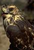 Broad-winged Hawk juvenile (Buteo platypterus)