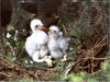 Northern Goshawk chicks (Accipiter gentilis)