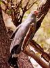 African Harrier-Hawk, Gymnogene (Polyboroides typus)